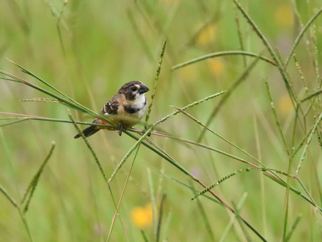 �L�G���q���E�\ (Sporophila collaris)