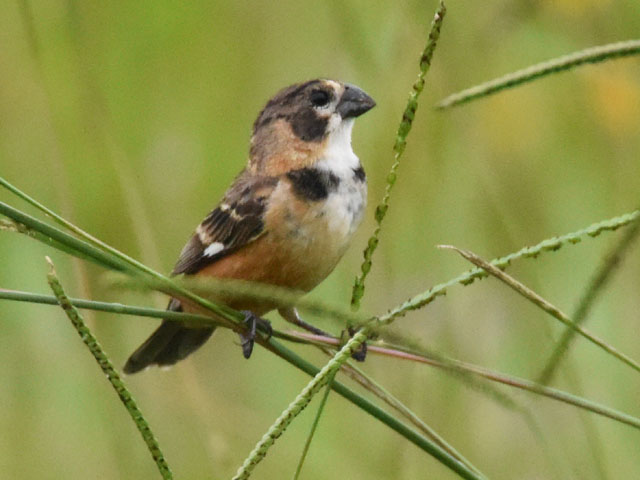 �L�G���q���E�\ (Sporophila collaris)