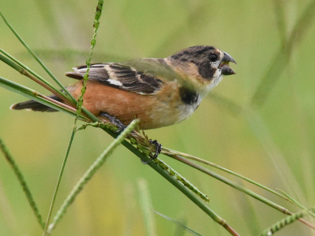 �L�G���q���E�\ (Sporophila collaris)