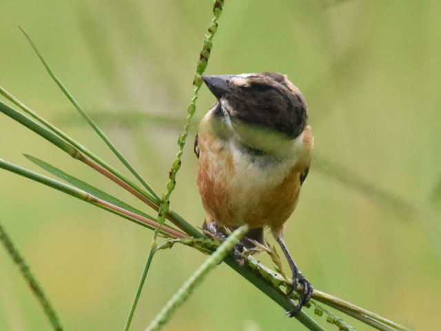 �L�G���q���E�\ (Sporophila collaris)