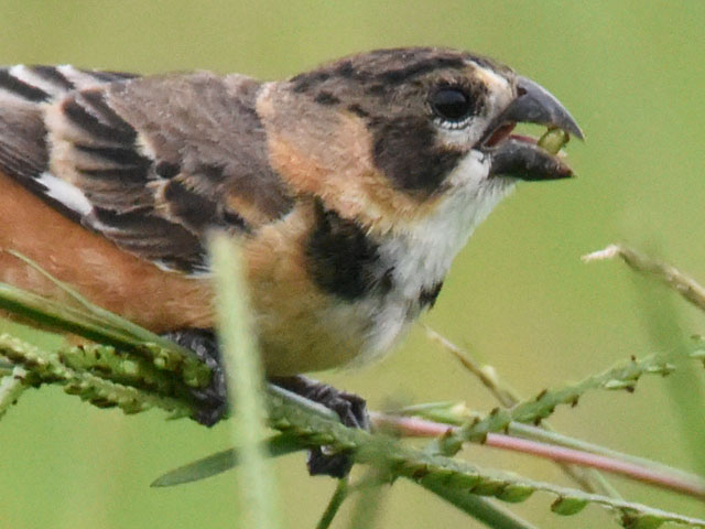 �L�G���q���E�\ (Sporophila collaris)