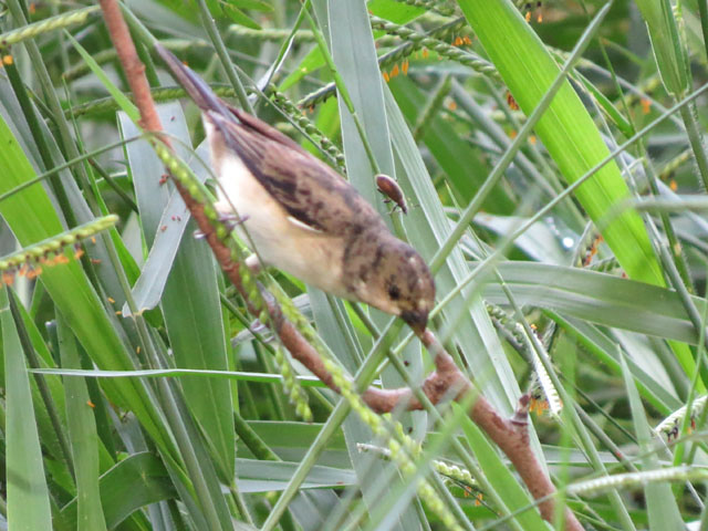 �q���E�\, Seedeater