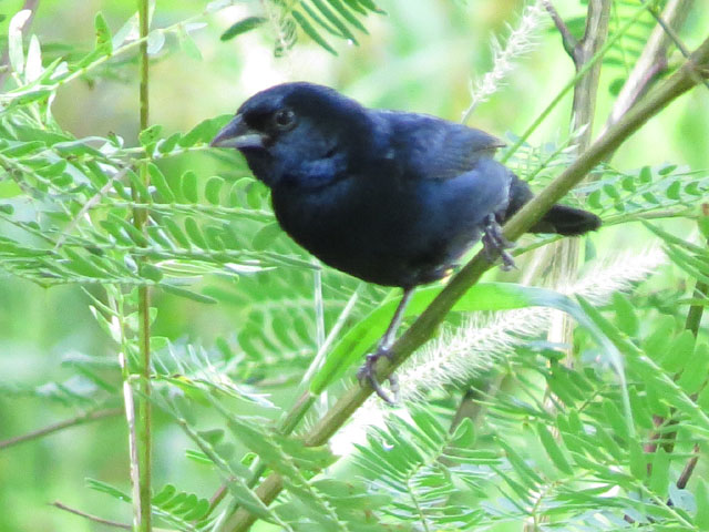 �V�R���q��, Volatinia jacarina