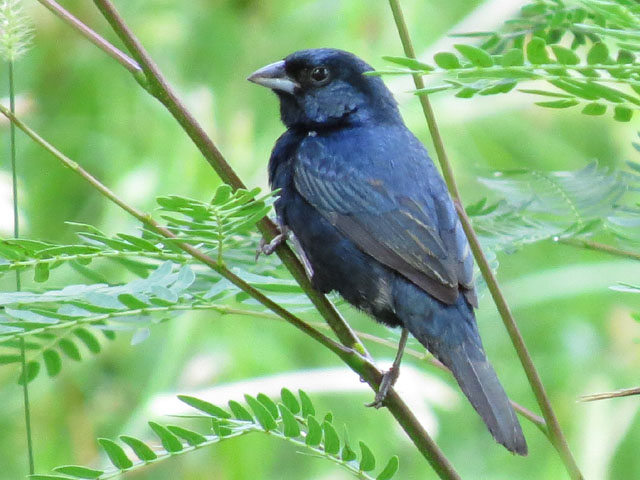 �V�R���q��, Volatinia jacarina