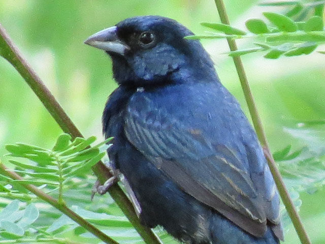 シコンヒワ, Volatinia jacarina