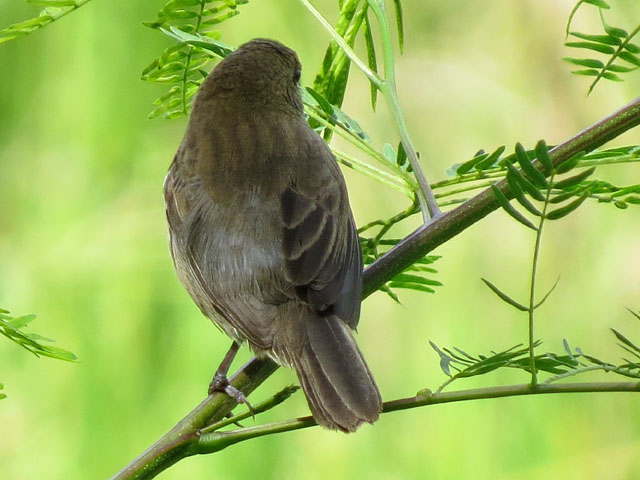 シコンヒワ, Volatinia jacarina