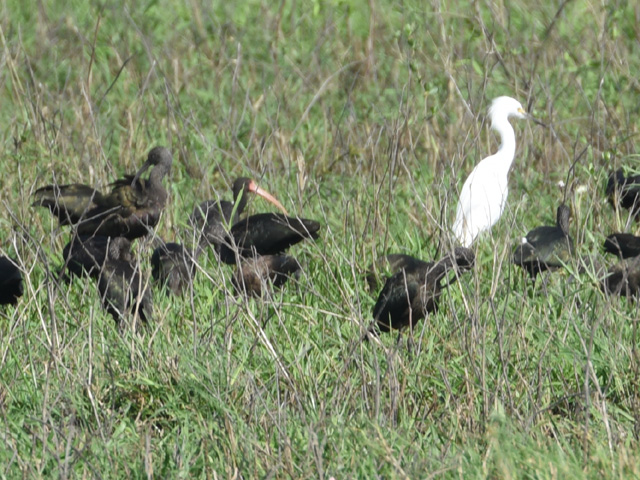 �T�J�c���g�L (Phimosus infuscatus)