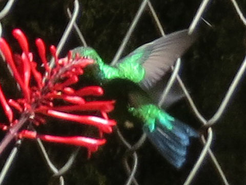 �A�I���l�q���G�������h�n�`�h��, Chlorostilbon lucidus