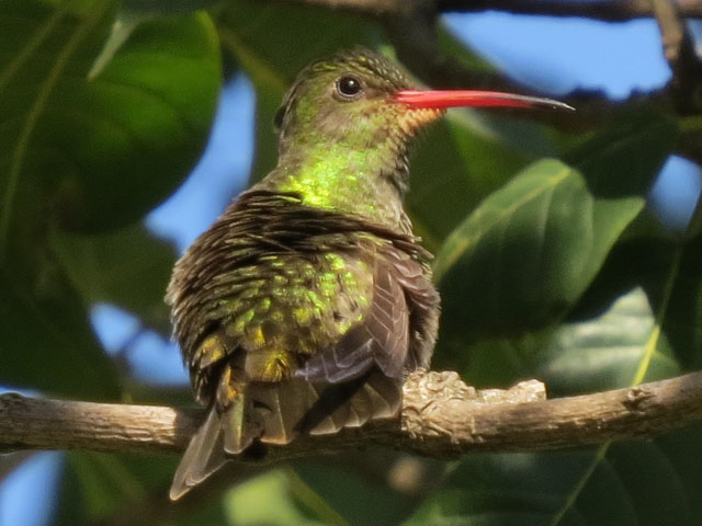 �A�I���l�q���G�������h�n�`�h��, Chlorostilbon lucidus