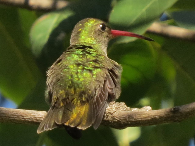 �A�I���l�q���G�������h�n�`�h��, Chlorostilbon lucidus