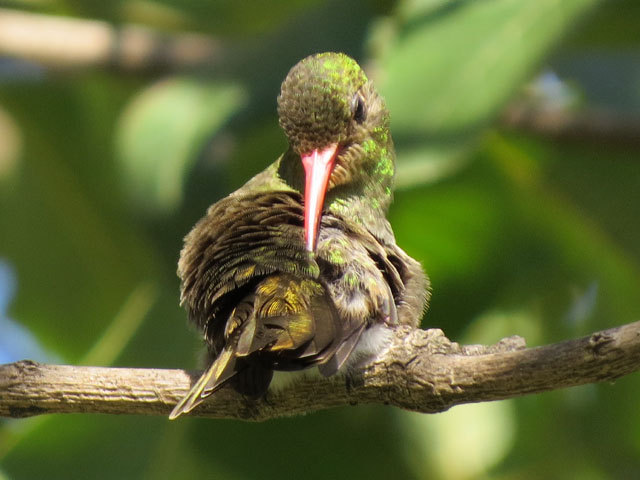 �A�I���l�q���G�������h�n�`�h��, Chlorostilbon lucidus