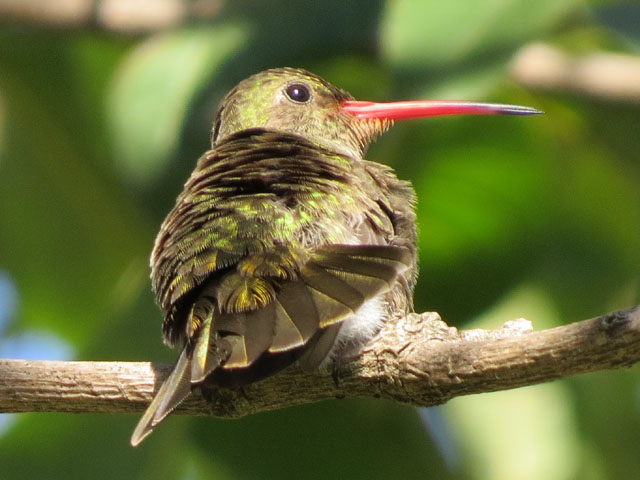 �A�I���l�q���G�������h�n�`�h��, Chlorostilbon lucidus