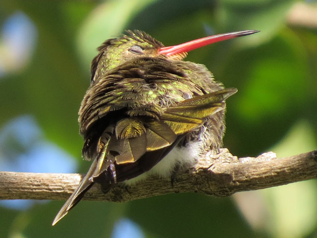 �A�I���l�q���G�������h�n�`�h��, Chlorostilbon lucidus