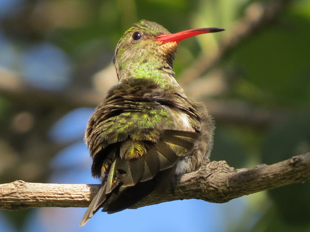 �A�I���l�q���G�������h�n�`�h��, Chlorostilbon lucidus