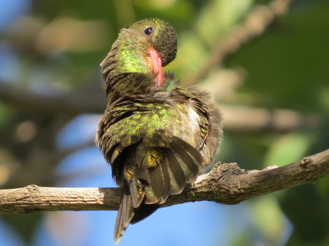 �A�I���l�q���G�������h�n�`�h��, Chlorostilbon lucidus