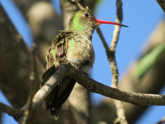 �A�I���l�q���G�������h�n�`�h��, Chlorostilbon lucidus