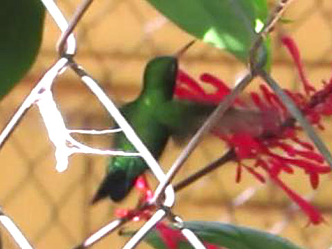 �A�I���l�q���G�������h�n�`�h��, Chlorostilbon lucidus