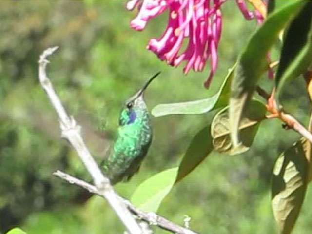 アオハラワタアシハチドリ, Eriocnemis luciani
