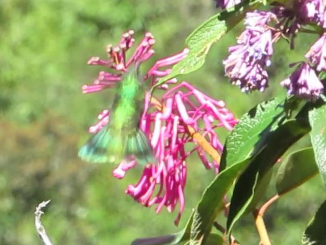 アオハラワタアシハチドリ, Eriocnemis luciani