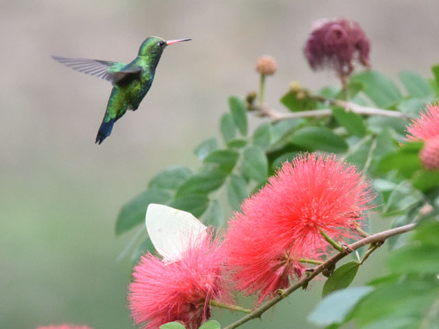 �A�I���l�q���G�������h�n�`�h�� (Chlorostilbon lucidus)