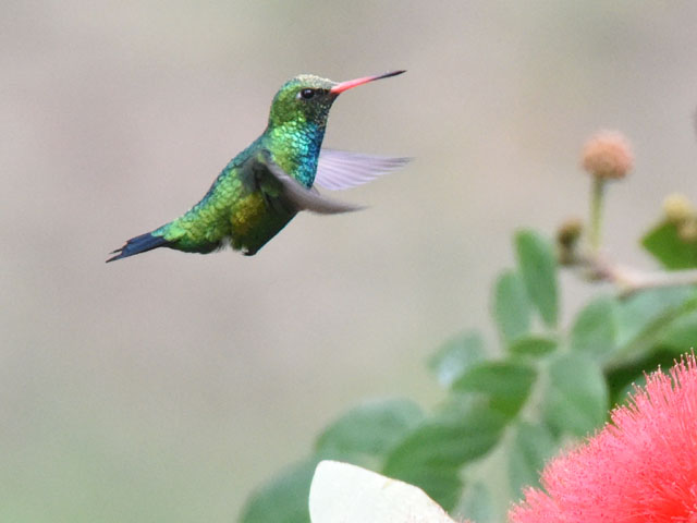 �A�I���l�q���G�������h�n�`�h�� (Chlorostilbon lucidus)