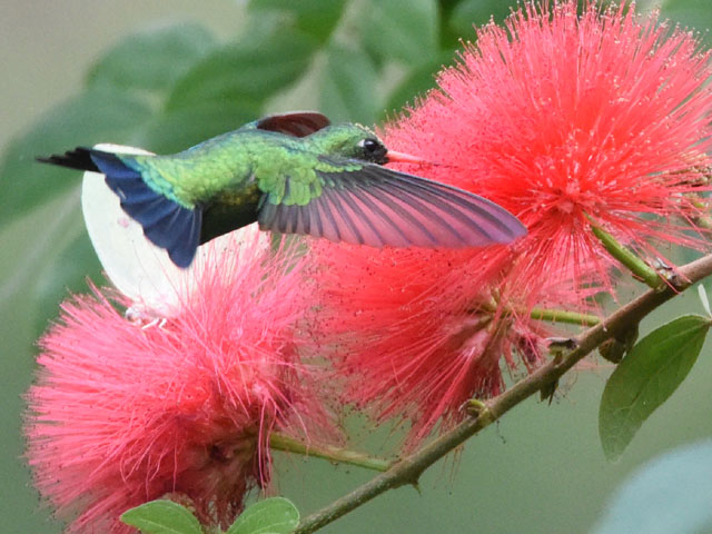 �A�I���l�q���G�������h�n�`�h�� (Chlorostilbon lucidus)