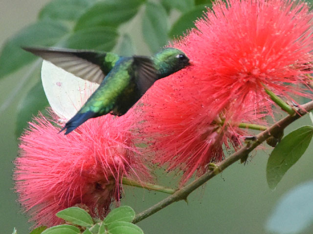 �A�I���l�q���G�������h�n�`�h�� (Chlorostilbon lucidus)