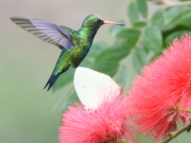 �A�I���l�q���G�������h�n�`�h�� (Chlorostilbon lucidus)