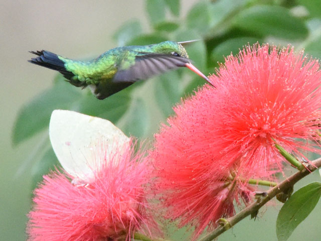 �A�I���l�q���G�������h�n�`�h�� (Chlorostilbon lucidus)