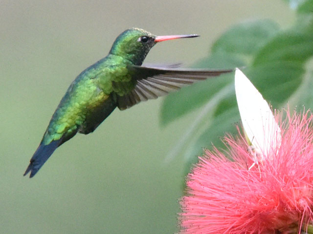 �A�I���l�q���G�������h�n�`�h�� (Chlorostilbon lucidus)