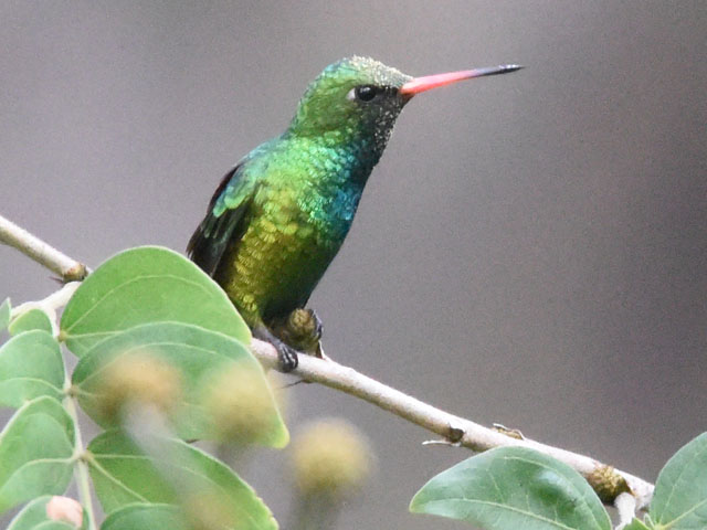 �A�I���l�q���G�������h�n�`�h�� (Chlorostilbon lucidus)