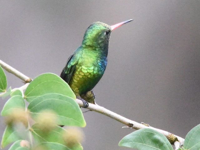 �A�I���l�q���G�������h�n�`�h�� (Chlorostilbon lucidus)