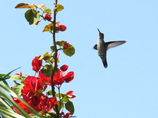 �A�I���l�q���G�������h�n�`�h��, Chlorostilbon lucidus