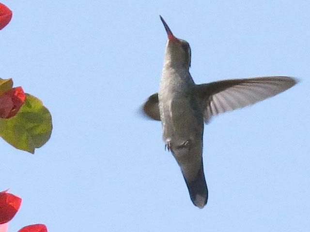 �A�I���l�q���G�������h�n�`�h��, Chlorostilbon lucidus