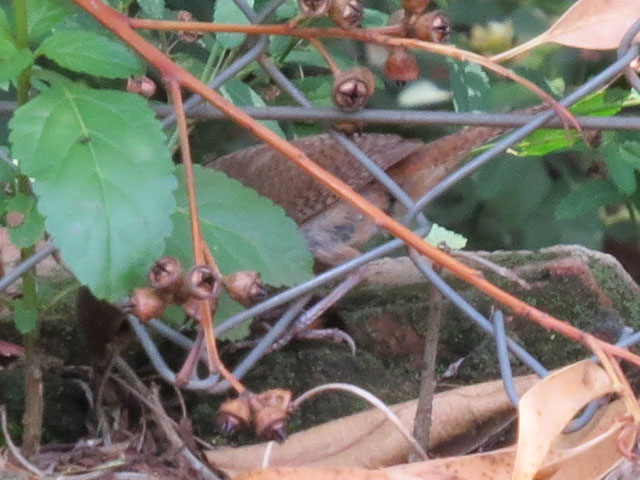 �C�G�~�\�T�U�C, Troglodytes aedon