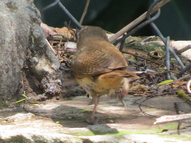 �C�G�~�\�T�U�C, Troglodytes aedon