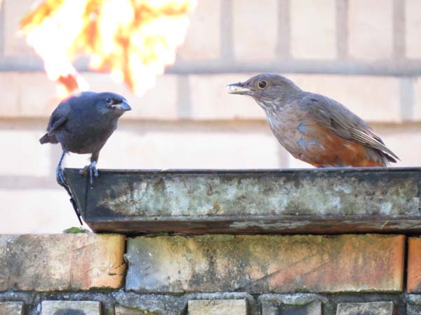 ナンベイコマツグミ, Turdus rufiventris
