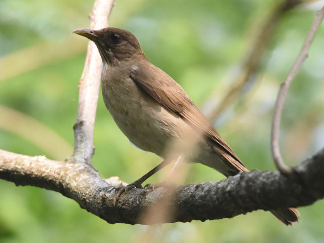 ハシグロムジツグミ (Turdus ignobilis)