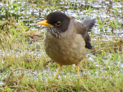 フォークランドツグミ, Turdus falcklandii