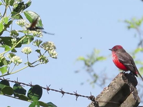 ベニタイランチョウとハチ, Vermillion Flycatcher and Bee