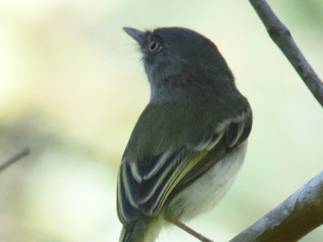 ギンバラコビトドリモドキ (Hemitriccus margaritaceiventer)