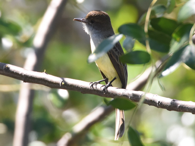 �n�V�O���I�I�q�^�L���h�L (Myiarchus ferox)