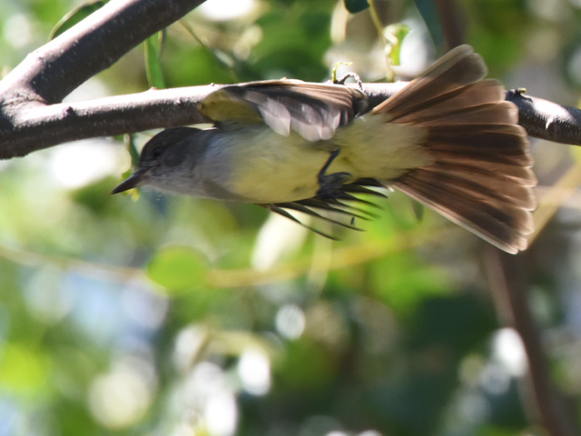 �n�V�O���I�I�q�^�L���h�L (Myiarchus ferox)