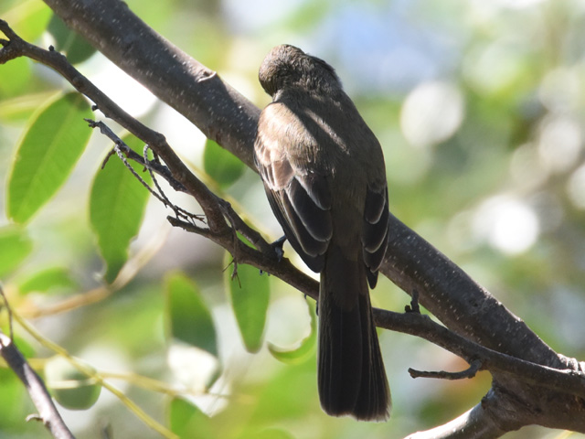 �n�V�O���I�I�q�^�L���h�L (Myiarchus ferox)