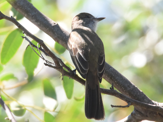 ハシグロオオヒタキモドキ (Myiarchus ferox)